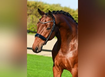 KWPN, Gelding, 9 years, 16,2 hh, Brown