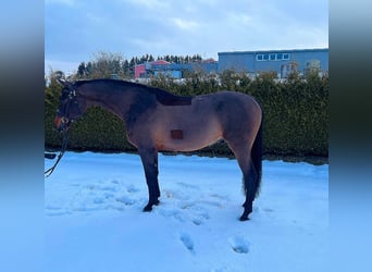 KWPN, Gelding, 9 years, 16,2 hh, Brown