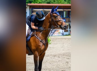 KWPN, Gelding, 9 years, 16,2 hh, Brown