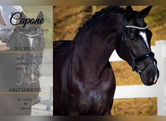 KWPN, Gelding, 9 years, 16,2 hh
