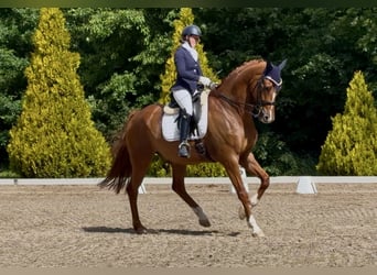 KWPN, Gelding, 9 years, 17.1 hh, Chestnut-Red