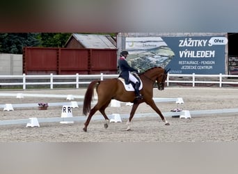 KWPN, Gelding, 9 years, 17.1 hh, Chestnut-Red