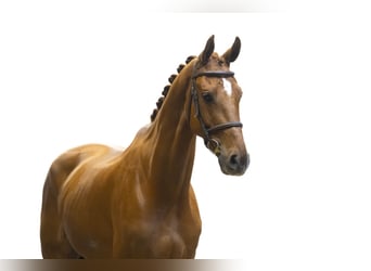 KWPN, Gelding, 9 years, 17.1 hh