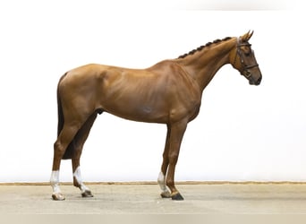 KWPN, Gelding, 9 years, 17.1 hh