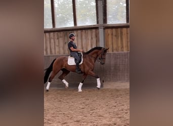 KWPN, Gelding, 9 years, 17 hh, Brown