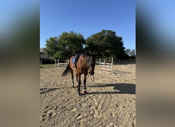KWPN, Gelding, 9 years, 17 hh, Brown