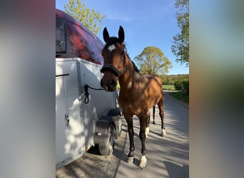 KWPN, Gelding, 9 years, 17 hh, Brown