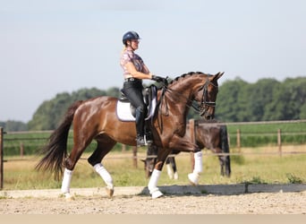 KWPN, Gelding, 9 years, 17 hh, Chestnut