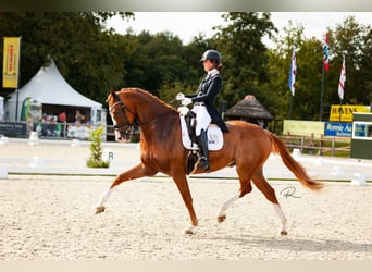 KWPN, Gelding, 9 years, 17 hh, Chestnut-Red