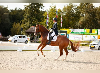 KWPN, Gelding, 9 years, 17 hh, Chestnut-Red