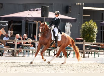 KWPN, Gelding, 9 years, 17 hh, Chestnut-Red