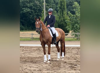 KWPN, Gelding, 9 years, 17 hh, Chestnut-Red