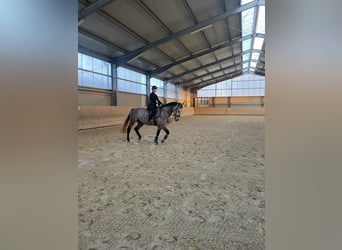 KWPN, Gelding, 9 years, 17 hh, Grey-Blue-Tan