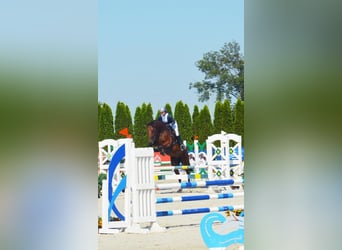 KWPN, Gelding, 9 years, 17,1 hh, Brown