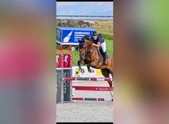 KWPN, Gelding, 9 years, 17,2 hh, Brown