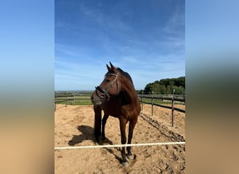 KWPN, Gelding, 9 years, 17,3 hh, Brown