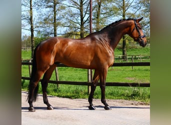 KWPN, Wallach, 9 Jahre, 18 hh, Brauner