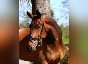 KWPN, Wallach, 9 Jahre, 18 hh, Brauner