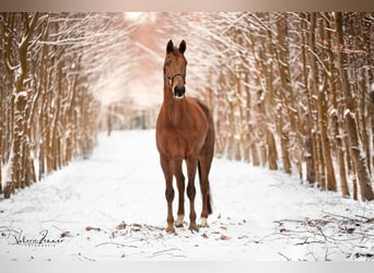 KWPN, Gelding, 9 years, 18 hh, Chestnut-Red