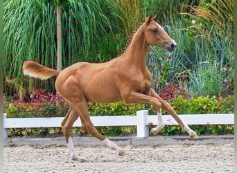 KWPN, Gelding, Foal (03/2025), Chestnut
