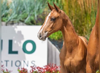 KWPN, Gelding, Foal (03/2025), Chestnut
