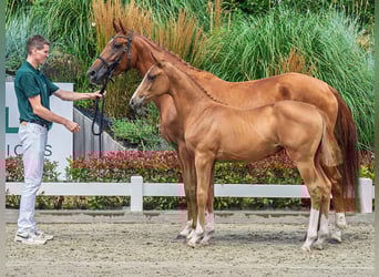 KWPN, Gelding, Foal (03/2025), Chestnut