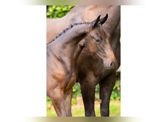 KWPN, Gelding, Foal (01/2025)