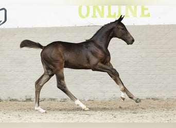 KWPN, Gelding, Foal (01/2025)
