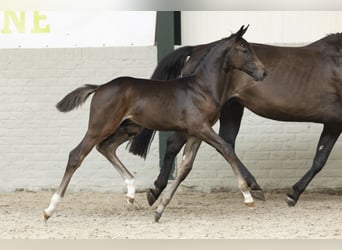 KWPN, Gelding, Foal (01/2025)
