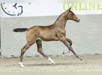 KWPN, Gelding, Foal (07/2025)