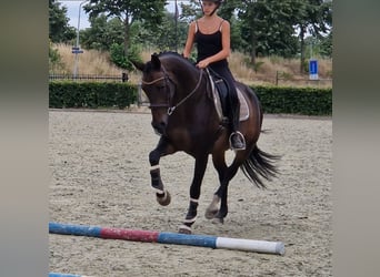 KWPN, Giumenta, 10 Anni, 162 cm, Morello