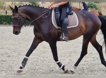 KWPN, Giumenta, 10 Anni, 162 cm, Morello