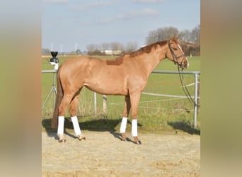 KWPN, Giumenta, 10 Anni, 162 cm, Sauro