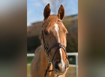 KWPN, Giumenta, 10 Anni, 162 cm, Sauro