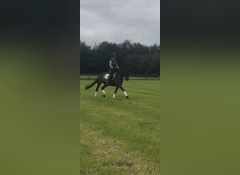 KWPN, Giumenta, 10 Anni, 163 cm, Baio