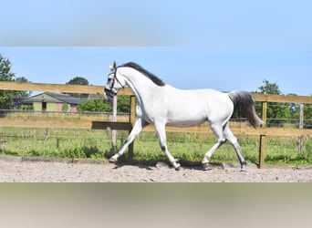 KWPN, Giumenta, 10 Anni, 163 cm, Grigio