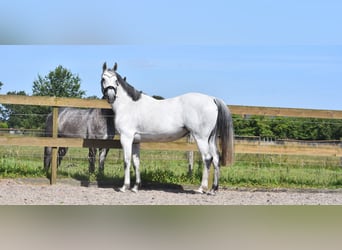 KWPN, Giumenta, 10 Anni, 163 cm, Grigio