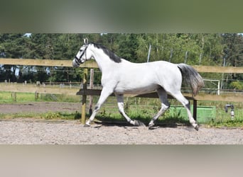 KWPN, Giumenta, 10 Anni, 163 cm, Grigio