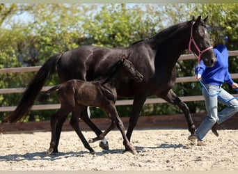 KWPN, Giumenta, 10 Anni, 163 cm, Morello