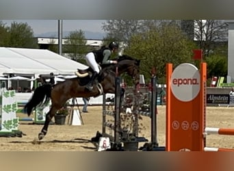 KWPN, Giumenta, 10 Anni, 164 cm