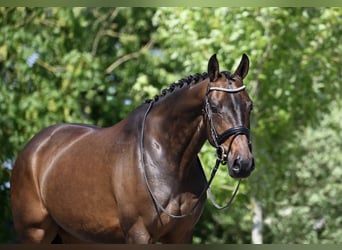KWPN, Giumenta, 10 Anni, 166 cm, Baio scuro