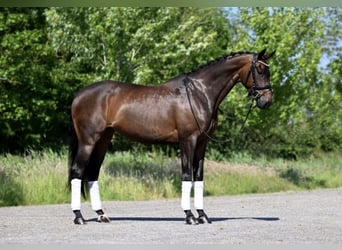KWPN, Giumenta, 10 Anni, 166 cm, Baio scuro