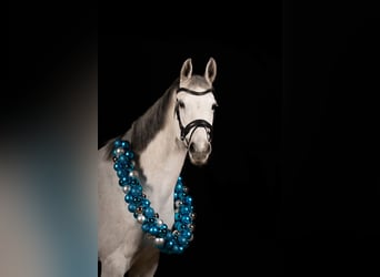 KWPN, Giumenta, 10 Anni, 166 cm, Grigio pezzato