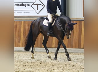 KWPN, Giumenta, 10 Anni, 167 cm, Baio