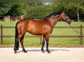 KWPN, Giumenta, 10 Anni, 168 cm, Baio