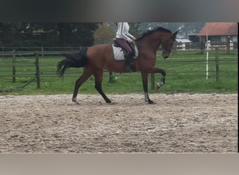 KWPN, Giumenta, 10 Anni, 170 cm, Baio