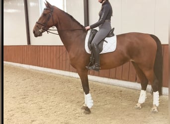 KWPN, Giumenta, 10 Anni, 170 cm, Baio