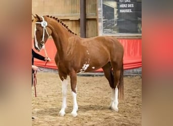 KWPN, Giumenta, 10 Anni, 170 cm, Sauro