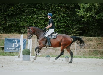 KWPN, Giumenta, 10 Anni, 171 cm, Baio