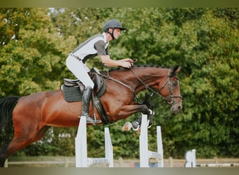 KWPN, Giumenta, 10 Anni, 171 cm, Baio